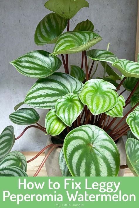 Cause for Leggy Watermelon Peperomia Plant (and how to fix it) - My Little Jungle Watermelon Leaves, Cat Safe Plants, Watermelon Plant, Peperomia Plant, Plant Maintenance, Zebra Plant, Household Plants, Fertilizer For Plants, Decoration Plante