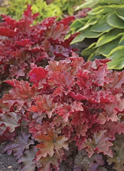 How to Grow Coral Bells: Coral bells bring colorful foliage and airy blossoms to any garden! Here's how to grow them. Coral Bells Plant, Bell Gardens, Shade Garden Plants, Garden Works, Shade Gardens, Hosta Plants, Coral Bells, Light Pink Flowers, Plant Guide