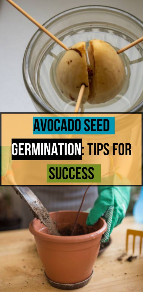 Get tips for successful avocado seed germination. Ensure your seeds sprout and grow into healthy plants! #AvocadoSeed #GerminationTips #Gardening How To Sprout An Avocado Seed, Avocado Plant From Seed, Avocado Seed Growing, Avocado Plant, Grow Avocado, Inside Garden, Avocado Seed, Avocado Tree, Flower Garden Design