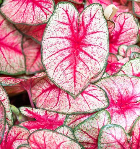 PRICES MAY VARY. STUNNING COLOR CALADIUM: Fancy coloration really stands out. Great for landscaping, garden or container growing. UNIQUE PLANTS: Turn heads with this fast grower. Stunning color, grows great in container or garden setting GROWING TIPS: Plant after the last freeze. Caladiums love heat and will grow and germiante better in over 65 degree soil temps. Perennial; Grows up to 50-60 Inches Goth Houses, Landscaping Garden, Best Indoor Plants, Pink Plant, Growing Tips, Flower Collection, Bright Winter, Unusual Plants, Elephant Ears