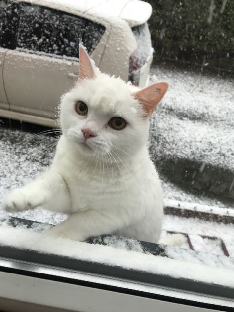 White British Shorthair, Cat In The Snow, Cat British Shorthair, Positive Visualization, Cat Picture, Shorthair Cat, British Shorthair Cats, British Shorthair, Adorable Animals