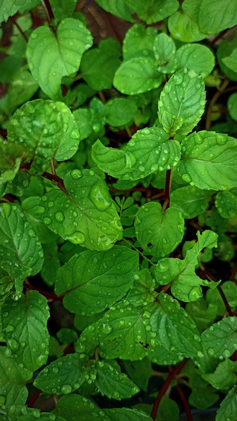 After rain Mint Leaves Aesthetic, Mint Plant Aesthetic, Morocco Kitchen, Chocolate Mint Plant, Daun Mint, Mint Herb, Green Inspo, Secret Files, Single Pic