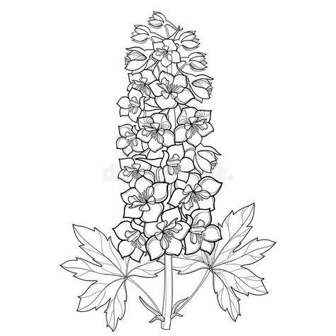 Vector bunch with Delphinium or Larkspur. Flower, stem, bud and leaf in black isolated on white background. Floral details. Vector bunch with Delphinium or vector illustration Syringa Flower, Delphinium Tattoo, Hollyhock Flower, White Background Floral, Cross Drawing, Larkspur Flower, Hollyhocks Flowers, Delphinium Flowers, Floral Tattoo Sleeve