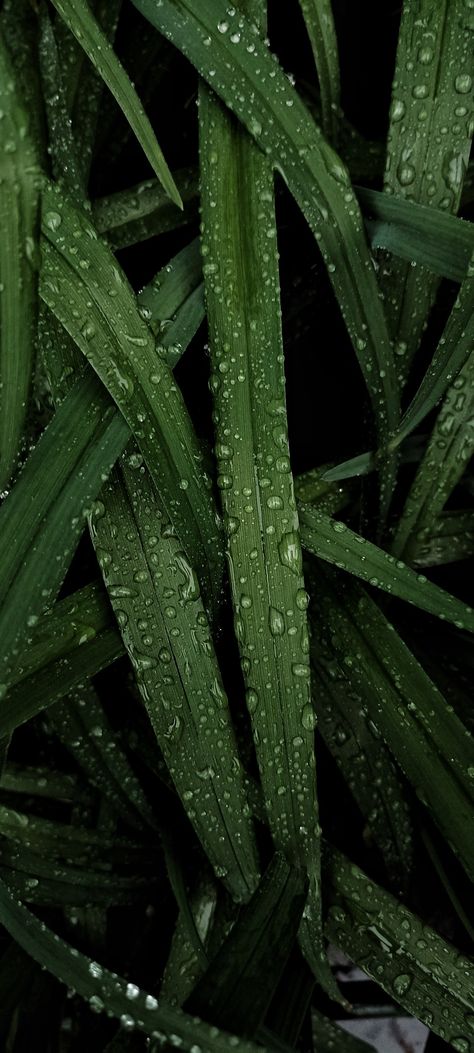 Tropical Rain Forest Aesthetic, After Rain Aesthetic, Rain Forest Aesthetic, Rain Forest Wallpaper, Green Grass Background, Wallpapers Ipad, Grass Wallpaper, Rain Wallpapers, After Rain