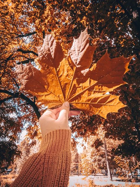 Jumping In Leaves, Carving Apple, Fall Pic Ideas, Fall Bucket List Ideas, Easy Fall Recipes, Crafts Outdoor, Board Pictures, Easy Autumn Recipes, Light Temperature