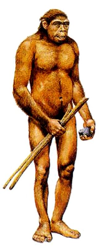 Homo habilis Stone Age Man, Homo Habilis, Cro Magnon, School Illustration, Early Humans, Human Evolution, Country Girl Quotes, Baby Animals Pictures, Unique Book