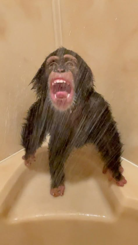 Monkey Showering, Emma Animal, Monkey Photos, Funny Monkey Pictures, Funny Pictures Of Animals, Funny Monkeys, Cute Monkey Pictures, Monkey Cute, Shower Funny