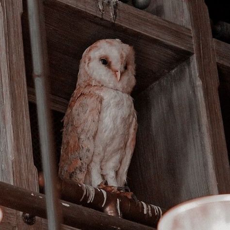 Hogwarts Owlery, Hogsmeade Aesthetic, Harry Potter Rpg, Hp Aesthetic, Harry Potter Owl, Gryffindor Aesthetic, Welcome To Hogwarts, Hogwarts Aesthetic, Harry James Potter