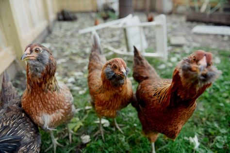 Micro Homesteading for Suburban Beginners - Oak Abode Easter Egger Chicken, Growing Cilantro, Easter Eggers, Aquaponic Gardening, Farm Fresh Eggs, The Suburbs, Backyard Chickens, Indoor Gardening, Fruit Plants