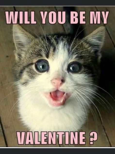 Funny Valentine Memes, Valentine Cat, Valentines Memes, Valentines Day Memes, Cat Meme, Cat Valentine, Funny Cat Memes, Funny Cat Pictures, Silly Cats