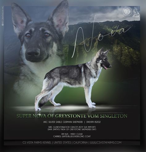 Dog Show Poster Design, Dog Show Poster, Silver Sable German Shepherd, Dog Presentation, Show Poster Design, Sable German Shepherd, Dog Design Art, Puppy Nursery, Dog Logo Design