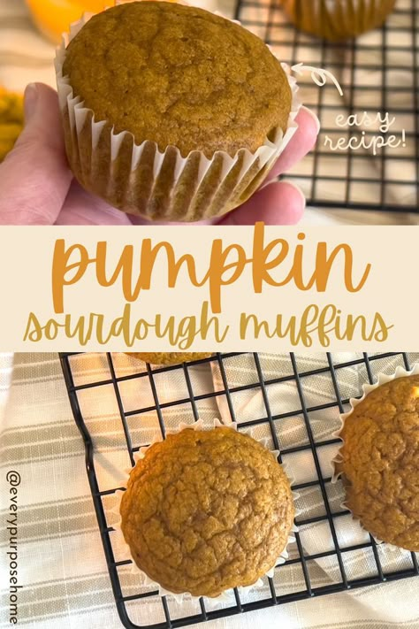 pumpkin sourdough muffins Sourdough Pumpkin Muffins, Pumpkin Muffins With Chocolate Chips, Sourdough Discard Pumpkin, Pumpkin Bread Muffins, Pumpkin Sourdough, Pumpkin Muffins Recipe, Muffins With Chocolate Chips, Sourdough Pumpkin, Pumpkin Bagels