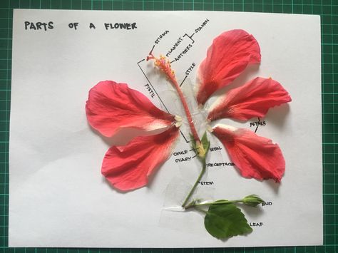 Parts of a Flower (Hibiscus) Parts Of Hibiscus Flower, Reproductive System Project, Plants Science Project, Flower Facts, Science Diagram, Flower Science, Igcse Biology, Hibiscus Flower Drawing, Science Drawing