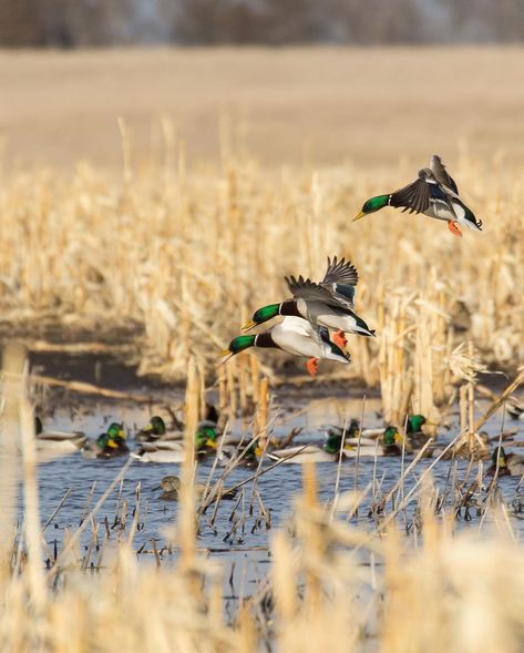 Phil Kahnke (@philkahnkephotos) posted on Instagram: “That green iridescence just pulls at my heart.  #duckhunting #hunting #mallards #justgo #waterfowlphotography” • Jul 7, 2020 at 7:20pm UTC Hunting Wallpaper, Conure Parrots, Duck Pictures, Waterfowl Hunting, Duck Bird, Mallard Duck, Hunting Season, Duck Hunting, Mallard