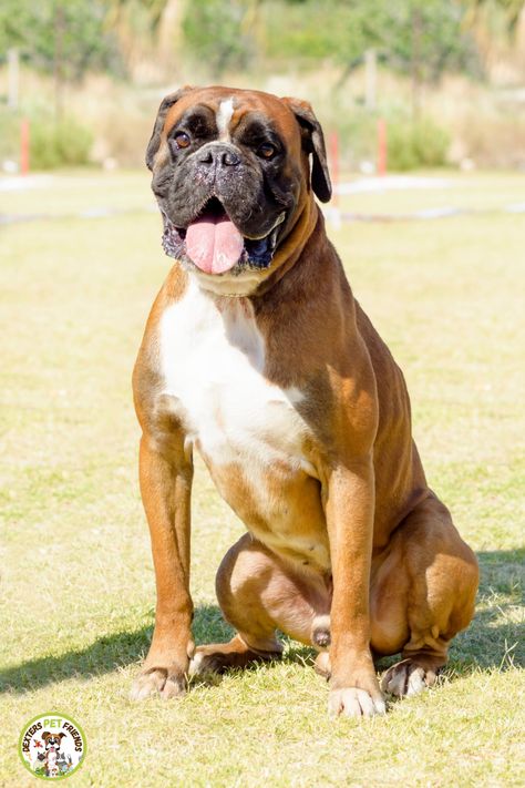 Answering popular questions about Boxer dogs. #boxerdog #dogs #pets #boxers Val Core, Boxer Bulldog, Heartwarming Photos, Dog Hacks, Different Dogs, Going Viral, Dog Activities, Tom Hardy, Boxer Dogs