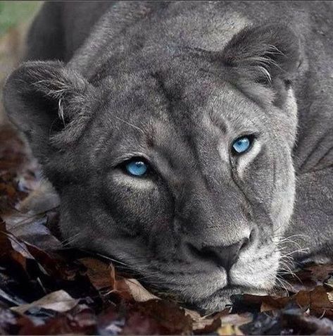 This is actually a super rare silver lioness Blue Eyed Animals, Cut Animals, Exotic Cats, Lion Pictures, Lovely Animals, My Spirit, Beautiful Animals, Nature Animals, Beautiful Cats