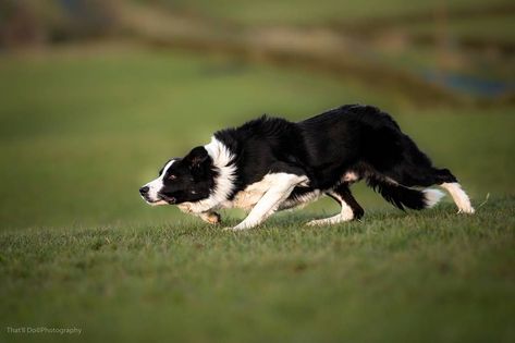 Working Border Collie, Border Collie Working, Border Collie Herding, Border Collie Colors, Pet Corner, Dog Exercise, Labrador Retriever Puppies, Herding Dogs, Border Collie Dog