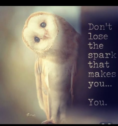 Night Owl Quotes Funny, Owl Inspirational Quotes, Wise Owl Quotes, Inspirational Quotes Positive Motivation Good Vibes, Funny Owl Quotes, Night Owl Quotes, Spirit Animal Quotes, Fascinating Quotes, Owl Quotes