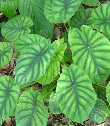 Alocasia - Green Shield Alocasia Reginula, Alocasia Collection, Alocasia Frydek Care, Alocasia Green Shield, Green Shield, Alocasia Pink Princess, Elephant Ear Plant, Plant Tattoo, Elephant Ears