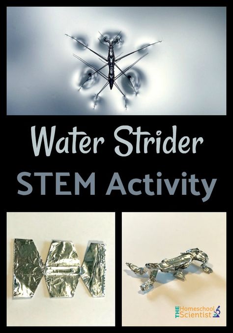 Bugs Stem Activities, Water Strider Craft, Stem Water Activities, Bug Stem Activities, Rainforest Stem Activities, Nature Stem Activities, Water Strider, Stem Activities Middle School, Elementary Stem Activities