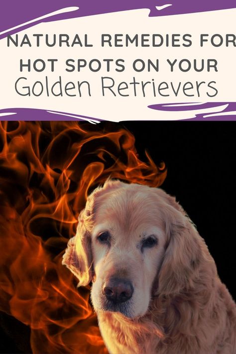 Dog Hot Spots, Dog Skin Care, Dog Wound, Dog Remedies, Spotted Dog, Dog Smells, Spot It, Calm Dogs, Dog Skin