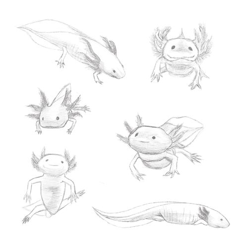 Axalotal Drawing, Axolotl Drawing Realistic, Axolotl Sketch, Axolotl Tattoo, Axolotl Drawing, Appearance Description, Study Sketches, Side View Drawing, Axolotl Cute