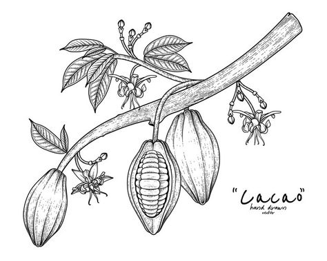 Cocoa Flower Tattoo, Cocoa Plant Illustration, Cocoa Tattoo, Cocoa Flower, Tree Drawing For Kids, Cocoa Tree, Cocoa Plant, Cacao Ceremony, Object Reference