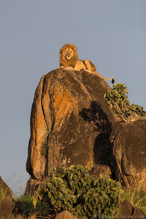 The Lion King Lion And Lioness, Gato Grande, Matka Natura, Male Lion, Cheetahs, A Lion, African Animals, Animal Photo, Beautiful Cats