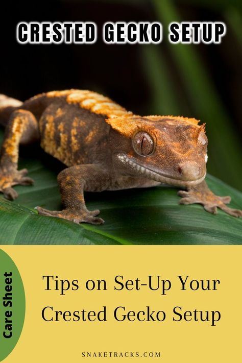 Creating the perfect crested gecko setup is part of the fun of owning one of these little guys. Here you can see a step by step guide with a supply list of what you need to set everything up well so that your beardy can live a long and healthy life. To know more, click to destination. Crested Gecko Setup, Gecko Setup, Crested Gecko Habitat, Pet Gecko, Crested Gecko Care, Gecko Habitat, Crested Gecko, Reptiles Pet, Get It Done