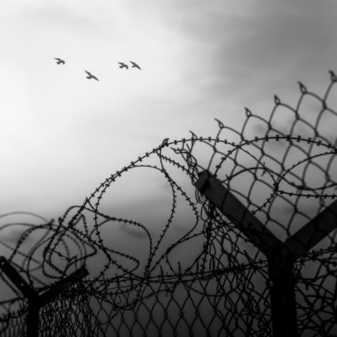 ""Free Birds Fly" - Birds flying over a barbed wire fence" by Anna Wacker - €27.52 Barbed Wire Photography, Barbed Wire Background, Barbed Wire Fence Aesthetic, Fences Aesthetic, Barbed Wire Aesthetic, Fence Aesthetic, Wired Fence, Fence Tattoo, Immigration Art