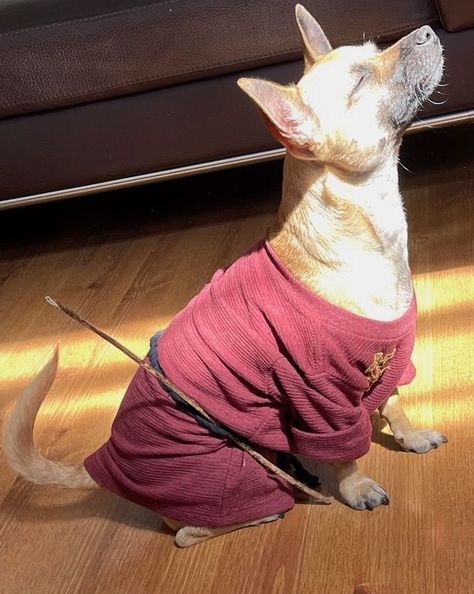 Master Splinter halloween costume for a Chihuahua. Master Splinter Dog Costume, Master Splinter Costume, Splinter Costume, Halloween Dog Costume, Master Splinter, Halloween Dog, Dog Halloween Costumes, Trunk Or Treat, Dog Costume