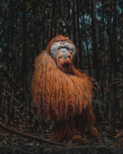 The name "orangutan" is derived from the Malay and Indonesian words orang, meaning "person", and hutan, meaning "forest", thus "person of the forest". Reference Animals, Concept Reference, Great Ape, Rare Animals, Endangered Animals, Beautiful Animals, Primates, Wild Life, Wild Animals