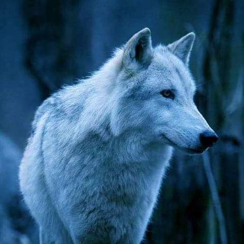 Game of Thrones Ghost Game Of Thrones, Ghost Games, Long Books, Wolf Art, Winter Is Coming, Wolves, Game Of Thrones, Ghost, Forest