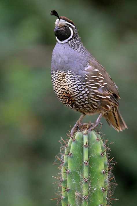 California Quail ( Callipepla californica ) atop a cactus. by Herb Knufken California Quail, Quail Hunting, Desert Animals, The Hound, Bird Photos, Bird Hunting, Kinds Of Birds, Game Birds, Desenho Tattoo