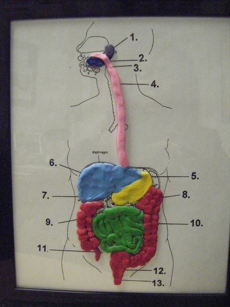 One Dollar Store Picture Frame + photo of digestive system + plasticine = Model of the Digestive System Digestive System Project, Digestive System Model, Body Systems Project, Human Body Projects, Science Experience, Human Body Science, Human Body Activities, Sistem Pencernaan, Human Digestive System