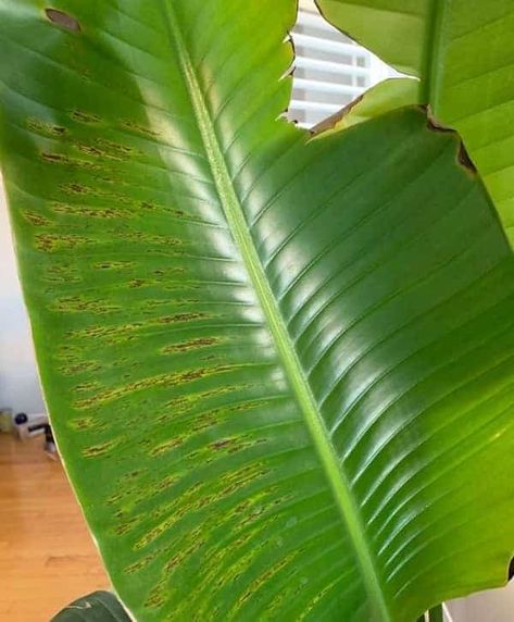 Bird Of Paradise Plant Indoor, Bird Of Paradise Plant Care, Strelitzia Plant, Birds Of Paradise Plant, Brown Tips, Lucky Plant, Paradise Plant, Plant Mama, Brown Leaves