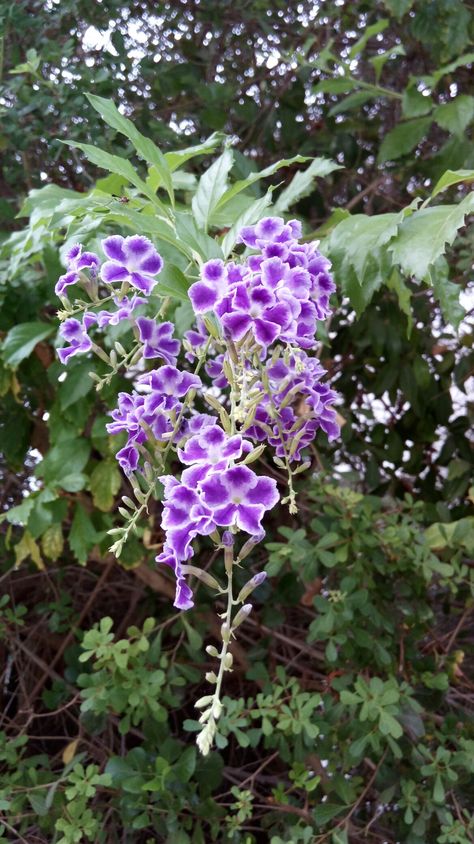 Duranta erecta, Purple duranta tree Duranta Tree, Duranta Erecta, Wabi Kusa, Purple Tree, Purple Garden, Plant List, Sugar Flowers, Butterfly Garden, Flowering Trees