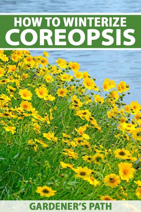 Coreopsis Flower, Tickseed Coreopsis, Homestead Gardening, Deer Resistant Garden, Garden Prepping, Sacred Garden, Winter Gardening, Natural Recipes, Perennial Flowers