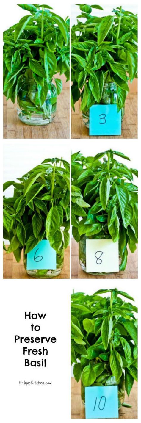 It's fresh basil season. I have great instructions on my blog for freezing fresh basil, but this post tells how to preserve fresh basil when you just want it to stay around a little longer. [from KalynsKitchen.com] Keep Basil Fresh, How To Preserve Basil, Preserve Fresh Basil, Preserving Basil, Repel Flies, Preserving Herbs, Herb Seasoning, Kitchen Things, Spices And Herbs