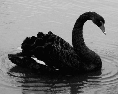 The Black Swan, Swan Song, Weird Dreams, Lost City, Swan Lake, Black N White, Black Swan, Back To Black, Dark Aesthetic