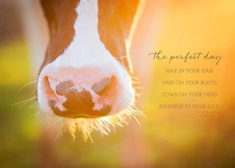 Farm Girl Quotes, Cows Quotes, Cattle Quotes, Farm Life Quotes, Livestock Quotes, Cow Quotes, Farm Quotes, Summer Beach Quotes, Dairy Cattle