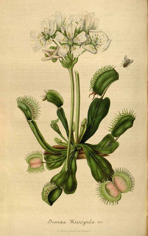 Venus Flytrap - Dionaea muscipula - circa 1847 Trap Art, Venus Flytrap, Fly Trap, Illustration Botanique, Venus Fly Trap, Fly Traps, Carnivorous Plants, Scientific Illustration, Botanical Drawings