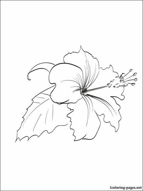 Gumamela Drawing, Gumamela Flower Drawing, Gumamela Tattoo, Flower Outline Tattoo, Flower Outline, Hibiscus Flowers, Coloring Book Pages, Coloring Pictures, Black & White