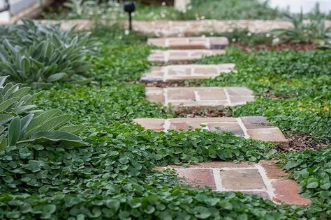 brick steppers • Instagram Brick Path Garden, House Porch, Brick Path, Brick Walkway, Recycled Brick, Ground Covers, Brick Garden, Garden Inspo, Garden Fire Pit