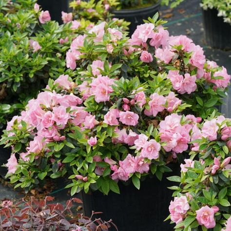 I love this list of the best new shrubs for 2020. So many beautiful, re-blooming flowers! I especially love the purple and pink ones. I can't wait to plant these bushes in my garden next summer. Partial Shade Perennials, Pink Flowering Bushes, Shade Flowers Perennial, Perennial Bushes, Lilac Varieties, Azalea Shrub, Shade Loving Shrubs, Azalea Bush, Rose Fertilizer