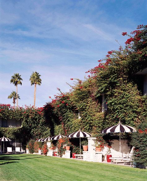 The Parker hotel reinvented Palm Springs for the modern traveller. It still maintains a stylish, quirky, old-school Hollywood vibe. theparkerpalmsprings.com Elegance Lifestyle, Palm Springs Hotel, The Parker Palm Springs, Stylish Umbrella, Palm Springs Hotels, Parker Palm Springs, Pool Umbrellas, Palm Springs Style, Dream Yard