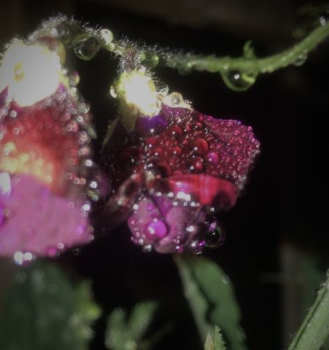 Some of my favourite flowers ever!! I miss them :((( #metalfairywings #sweetpeas #whimsigoth #waterdroplets #artinspo #plum #purple #gothic #vidia #nature #fairy #tinkerbell #flowers #autumn #rain #forest #fog Midnight Plum Aesthetic, Whimsigoth Flowers, Plum Aesthetic, Purple Whimsical Aesthetic, Purple Whimsigoth, Purple Aesthetic Fairy, Dark Fairy Aesthetic, Dark Purple Whimsigothic, Fairy Goth