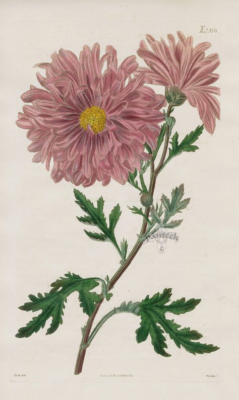 Chrysanthemum from 1815 Curtis Botanical Magazine Red, Orange Highly Decorative Prints Chrysanthemum Art, Purple Chrysanthemum, Chrysanthemum Painting, Vintage Flower Tattoo, Beautiful Flower Drawings, Antique Botanical Print, Nature Artists, Large Art Prints, Vintage Botanical Prints