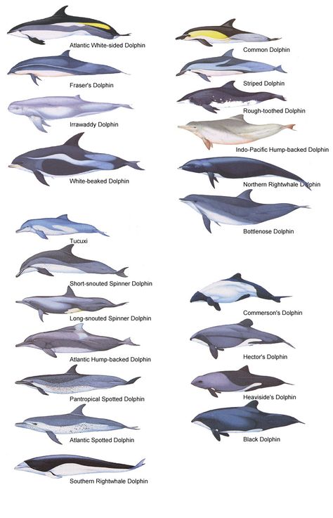 Dolphin Chart of different types. Dolphin Species, Types Of Sharks, Dolphins Tattoo, Sea Mammal, Nautical Tattoo, Manatees, Water Animals, Aquatic Animals, Marine Mammals