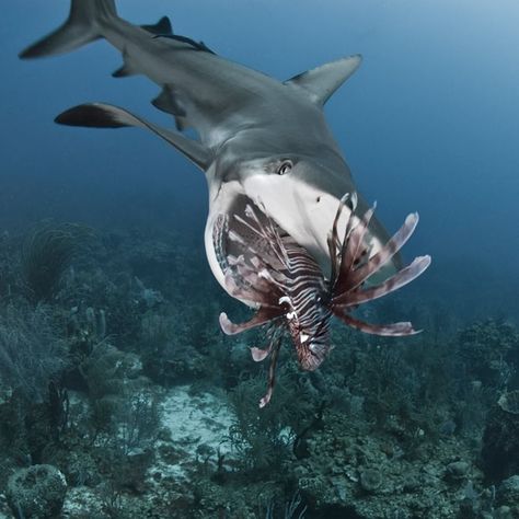 Creature Marine, Swimming In The Ocean, Life Under The Sea, Tiger Shark, Lion Fish, Water Animals, Underwater Creatures, Underwater Life, Water Life